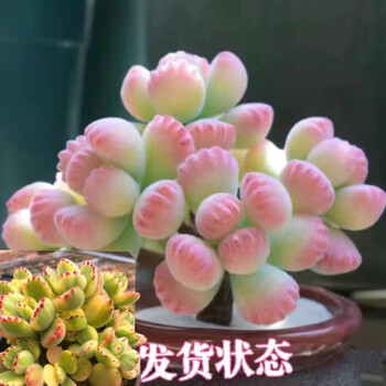 多肉植物熊童子锦价格报价行情- 京东
