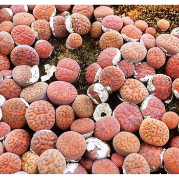 红帝玉多肉植物 帝玉 菊文章 肉锥 生石花 多肉植物 红大内 pp 富贵玉