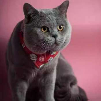 宠物猫蓝猫新款- 宠物猫蓝猫2021年新款- 京东
