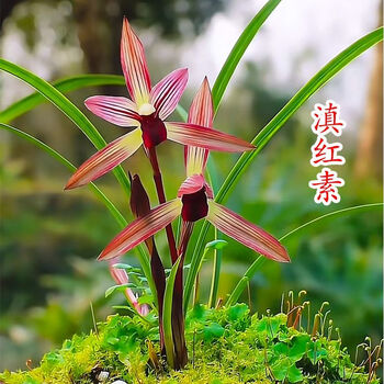 兰花春兰红素价格报价行情- 京东