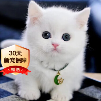 中国　唐代　藍釉俑　猫　珍品　I40-3 4188b7c00b7f441ea3709ec5989cff