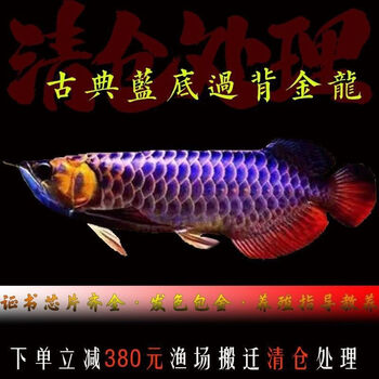 金头过背价格报价行情- 京东