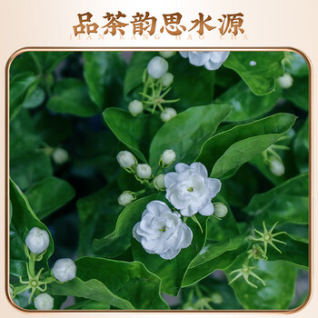 福东顺 茶叶 茉莉红茶花茶特级茉莉花福建高山红茶醇香浓香型罐装500g