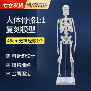 人体骨架模型- 京东