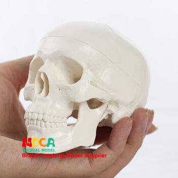 人体模型 人体模型艺用品牌及商品- 京东