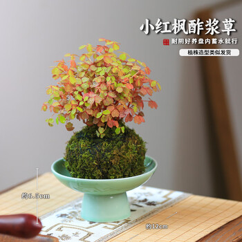 小红枫盆景品牌及商品- 京东