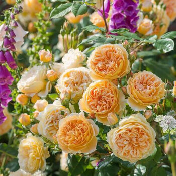 巧艺蔷薇花苗爬藤月季浓香型大花四季爬墙庭院开花不断带花卉盆栽 3颗 王妃带叶带原土发货不含盆