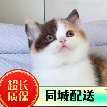 华田园猫价格报价行情- 京东