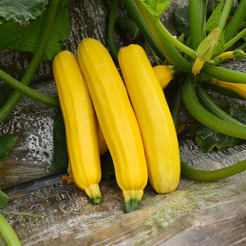 香蕉西葫芦种子 金皮水果型肉质脆嫩可生吃西葫芦抗病高产四季播 进口