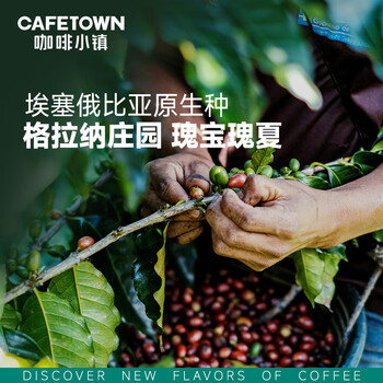 咖啡小镇埃塞俄比亚瑰宝瑰夏手冲咖啡豆精品日晒 浅度烘焙 227g 咖啡小镇埃塞俄比亚瑰宝瑰夏手冲咖啡豆精品日晒 浅度烘焙 227g