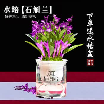 七彩兰花价格报价行情- 京东