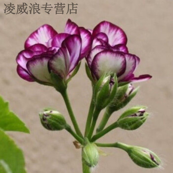 天竺葵 テンジクアオイ】 天竺葵 ＊ 朝ラン花図鑑 | テンパル多摩販売の