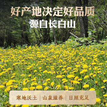 长白工坊特级长白山优选蒲公英根茶300g官方野生纯蒲公英茶炒熟泡水喝 长白工坊特级长白山优选蒲公英根茶300g官方野生纯蒲公英茶炒熟泡水喝