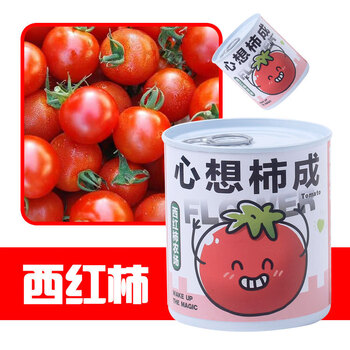 Touch Fish小学生手工DIY小盆栽材料罐装易拉罐头桌面植物科学实验奖品 心想柿成（西红柿）