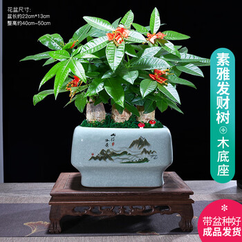 鸡翅木树价格报价行情- 京东