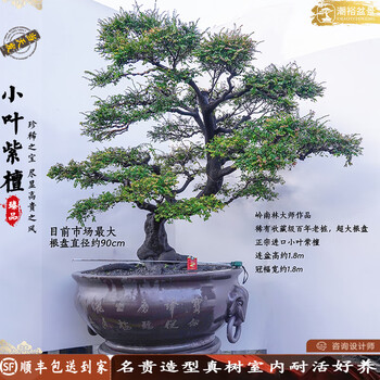紫檀木盆栽价格报价行情- 京东