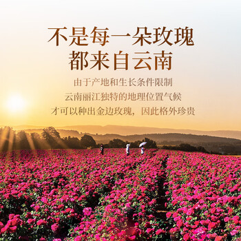 贡苑云南玫瑰花茶260g 特级品质重瓣大朵无硫头采新花平阴花草养生茶