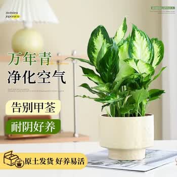 植物盆栽万年青品牌及商品- 京东