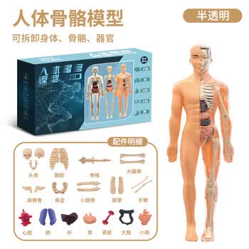 人体模型玩具品牌及商品- 京东