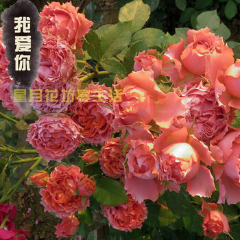 欧月灌木我爱你月季花苗阳台花卉盆栽庭院植物切花浓香四季开花 我爱