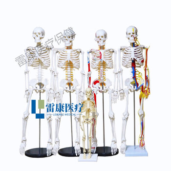 脊柱模型品牌及商品- 京东