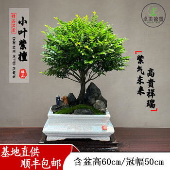 紫檀木盆栽品牌及商品- 京东