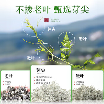 七春莓茶藤茶张家界正宗高山莓茶芽尖新茶嫩芽尖养生茶泡水喝50g