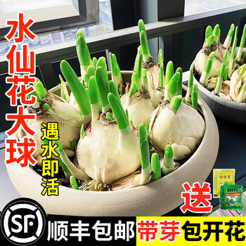 水仙紫色品牌及商品- 京东