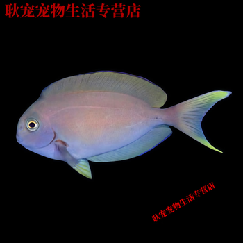 珊瑚片穴40個 ＭＴ000000 激安」珊瑚ルース 丸珠片穴 7.8ミリ KS500-203 YMB - メルカリ