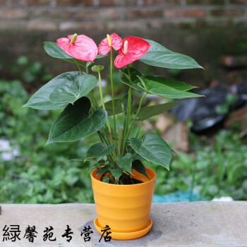 红掌植物室内花卉观花盆栽好养四季开花火鹤花安祖花含盆原土栽好桔横纹 红掌不含盆 图片价格品牌报价 京东