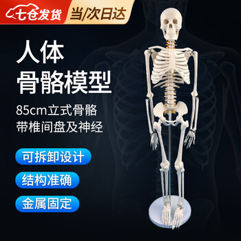 人体骨架模型- 京东