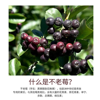 UOLONE不老莓粉野樱莓粉0脂肪无添加蔗糖黑果腺肋花楸花青素果粉5g*15条 UOLONE不老莓粉野樱莓粉0脂肪无添加蔗糖黑果腺肋花楸花青素果粉5g*15条