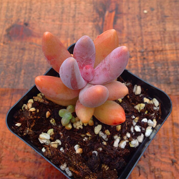 莹蒙萌草奶酪蛋黄奶 原始奶多肉植物肉肉美人系 厚叶草盆栽绿植手指