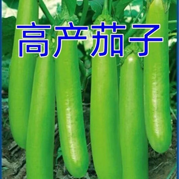 新茄瓜价格报价行情- 京东