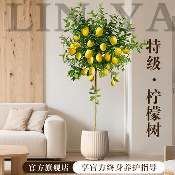 柠檬树种植品牌及商品- 京东