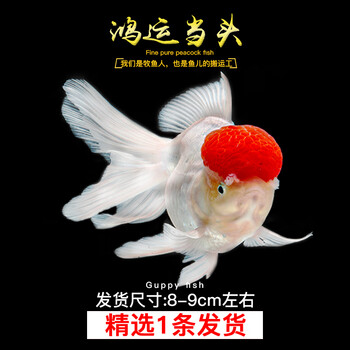 观赏鱼狮子头图片- 京东