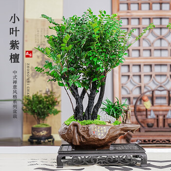 正宗小叶紫檀盆景价格报价行情- 京东