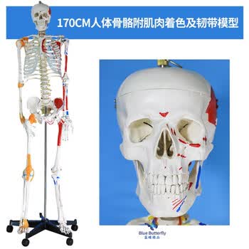 骨头模型型号规格- 京东