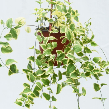 花葉蔓 蔓長春藤本植物小盆栽吊盆花葉盆景金葉子花卉綠植去甲醛 花葉