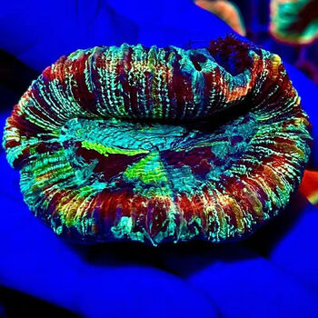 珊瑚片穴40個 ＭＴ000000 ピンクサンゴ 丸玉(片穴) 7.5-8.5mm - アサオ工芸オンライショップ