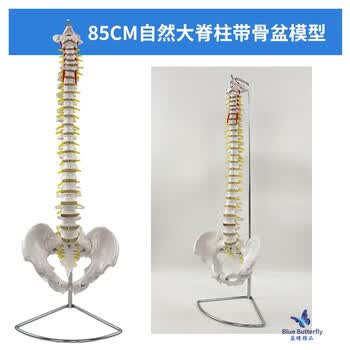 脊柱模型品牌及商品- 京东
