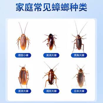 老管家蟑螂药10g室内特效强力全窝端虫卵双杀蟑螂屋杀蟑胶饵