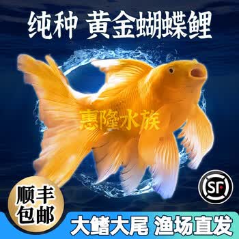 狮子头鱼身- 京东