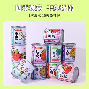Touch Fish小学生手工DIY小盆栽材料罐装易拉罐头桌面植物科学实验奖品 心想柿成（西红柿）