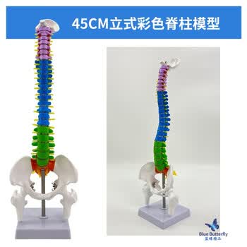 人体脊椎模型价格报价行情- 京东