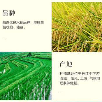 金龙鱼特选丝苗大米2.5kgx3袋 赠薰衣草超效洗衣皂200G*1块 福利搭配