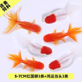 观赏鱼狮子头图片- 京东