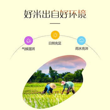 金龙鱼薰衣草超效洗衣皂200G*1块 天然植物油+特选丝苗米10kg