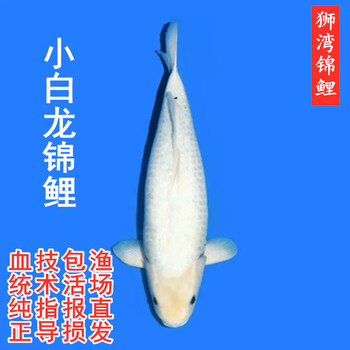 狮湾水族- 京东