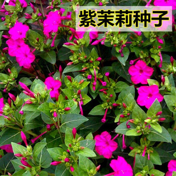 紫茉莉种子花鲜花籽紫色花草胭脂花宿根花卉多年生景观花海500克 图片价格品牌报价 京东